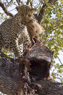 Pardus leopard niche leopards