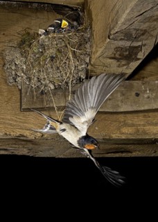 Adult barn swallow