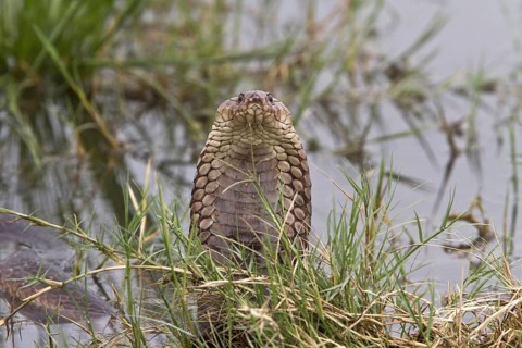 Mozambique Spitting Cobra