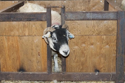 Swaledale sheep