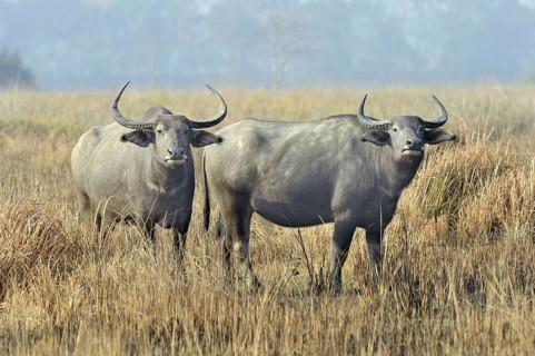 Wild water buffalo