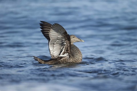 Common Eider