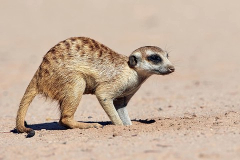 Meerkat
