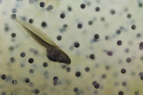 Common Frog