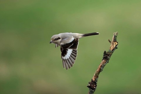 Steppe Grey Shrike