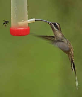 Long-billed Hermit