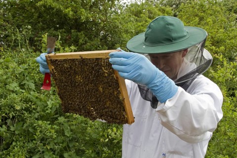 Western honey bee