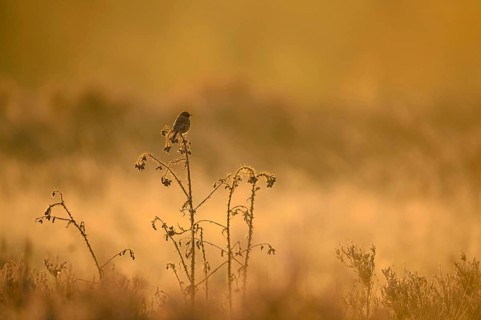 European Stonechat