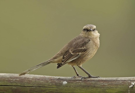 Adult Chalk-browed Mockingbird