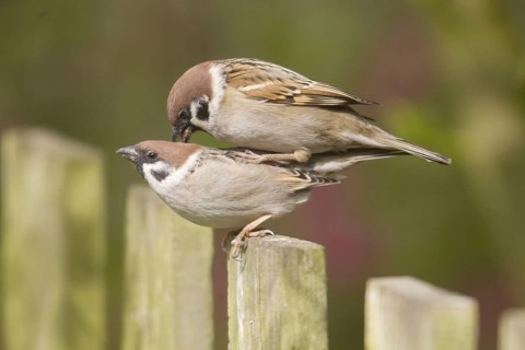 Adult pair of Eurasian eurasian tree sparrow
