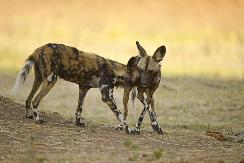 African Wild Dog