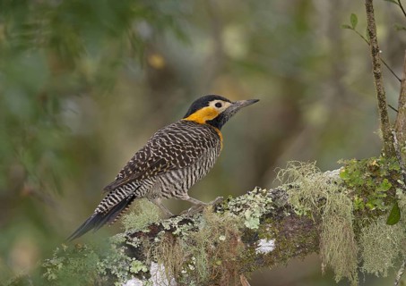 Campo Flicker