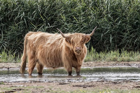 Scottish Highland Cattle