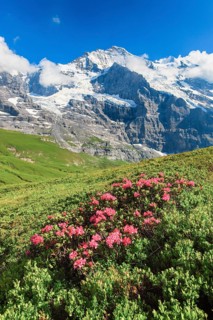 Jungfrau mit Alpenrosen