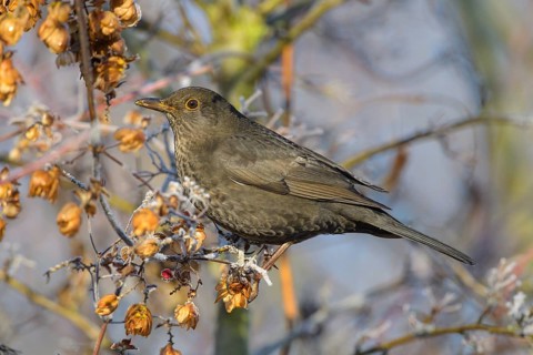 Blackbird