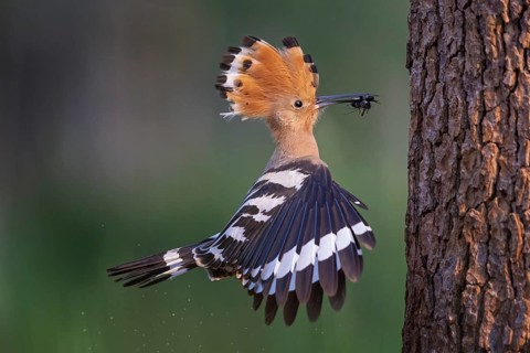 Hoopoe