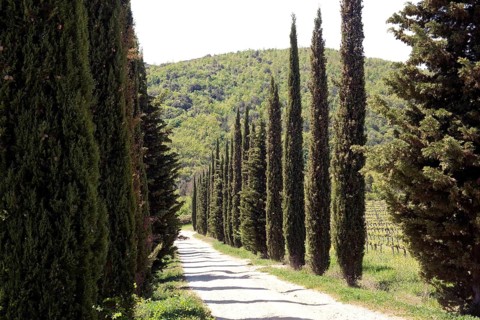 Mediterranean cypress