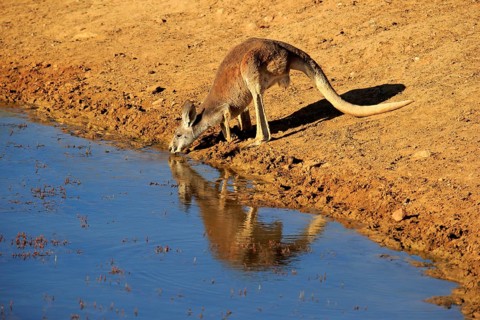 Red kangaroo