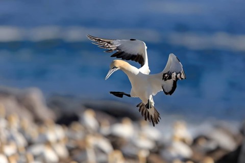 Cape Gannet