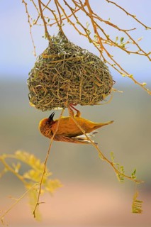Cape Weaver