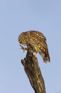 Barred Owl