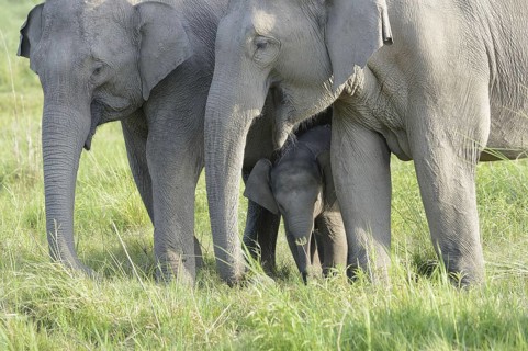 Asian indian elephant