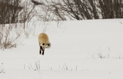 American Red Fox