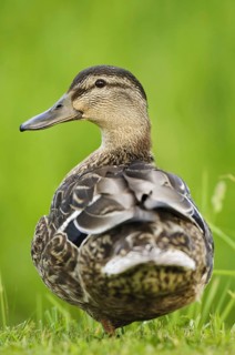 Mallard Duck
