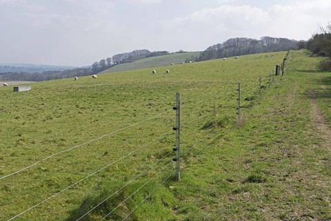 New electric fence with galvanised steep posts and insulators on pasture with sheep