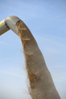 Wheat