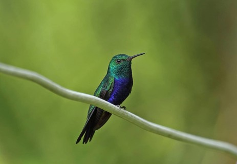 Violet-bellied Hummingbird
