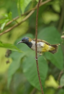 Reichenbach's sunbird