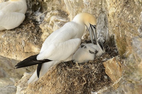 Northern Gannet