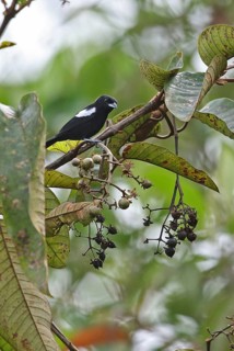 White-shouldered tanager