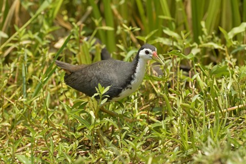 Adult white-breasted water-hen