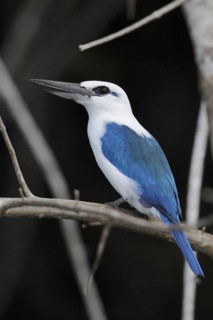 Kingfisher