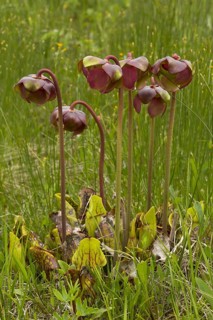 Purple Pitcher Plant