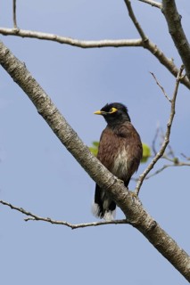 Common