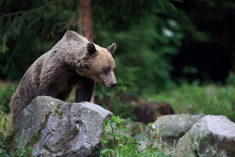European Brown Bear