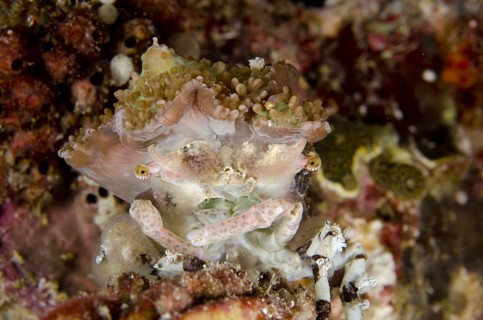 Tubercle spider crabs