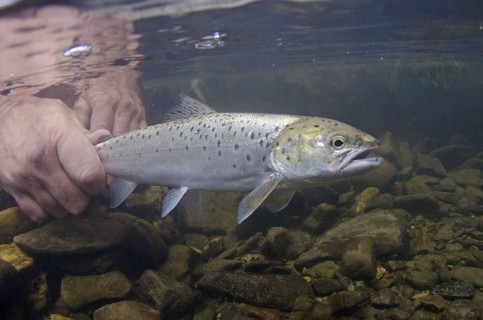 Sea trout