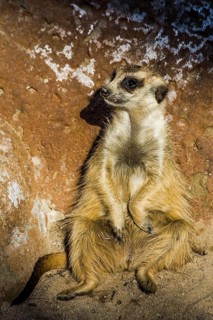 Meerkats
