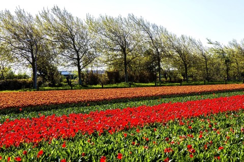 Flowering tulip fields