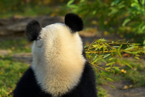 Giant Panda