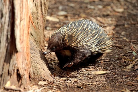 Short-beaked Echidna