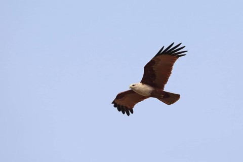 Brahminy Kite