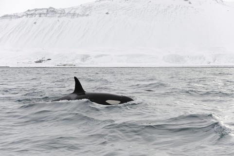 Killer Whale