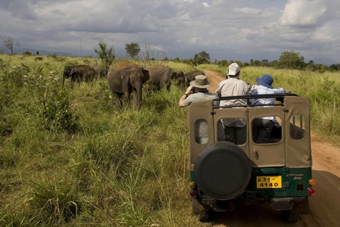 Asian Elephant