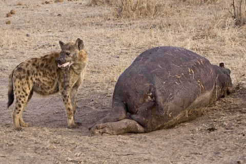 Spotted hyena