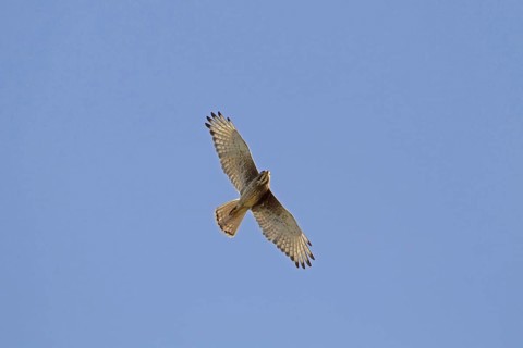 White-eyed buzzard